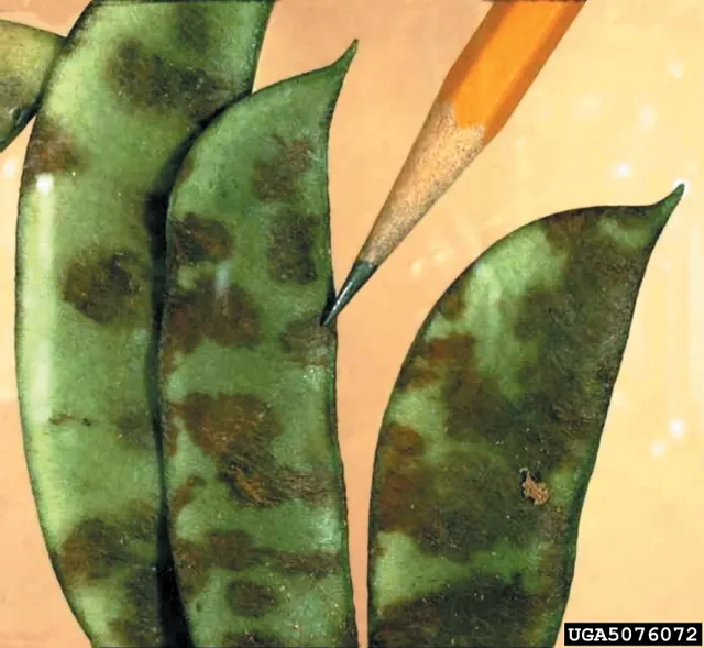 Sunken anthracnose spots on bean pods