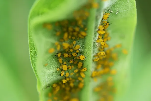 Aphids crowded on a stem