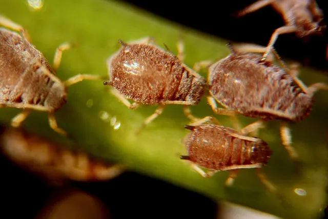 Aphids clustered on a rubber plant