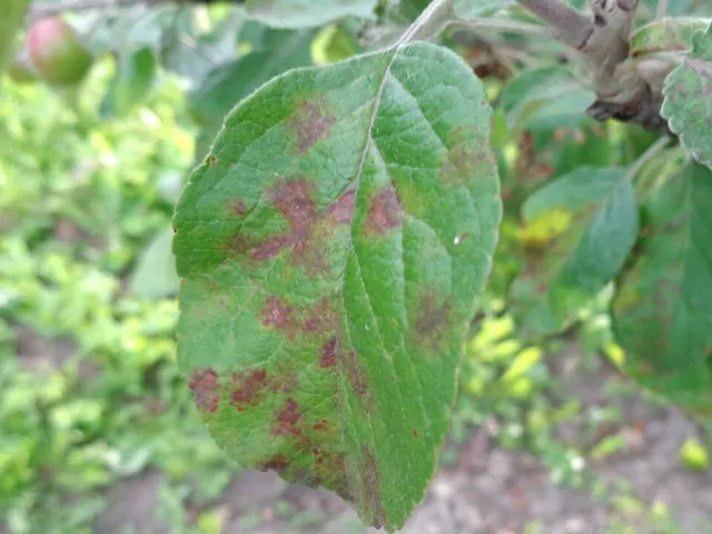 Olive-brown scab spots on apple leaves
