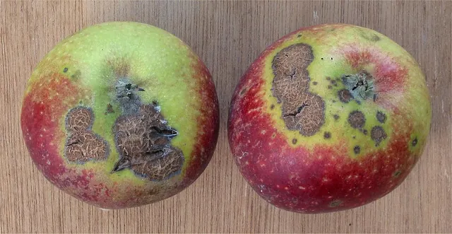 Scab on apple fruit