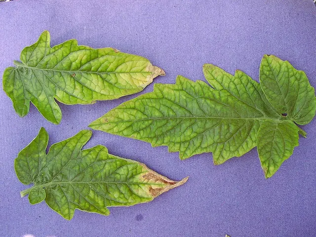 Boron deficiency on tomato leaves