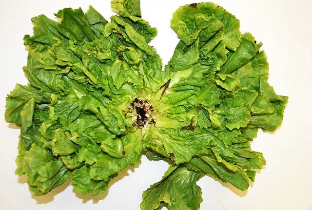 Boron deficiency on endive