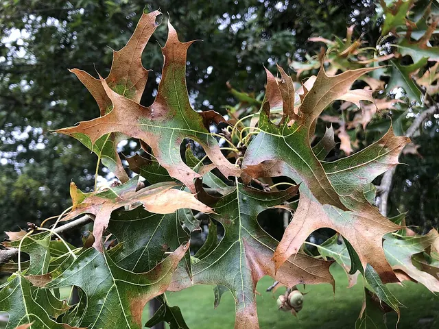 Bacterial leaf scorch on pin oak: brown edges behind a yellow band