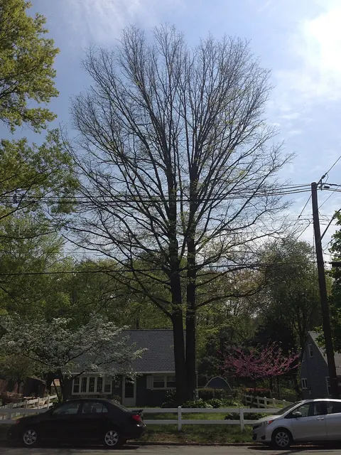 A pin oak thinned by years of bacterial leaf scorch