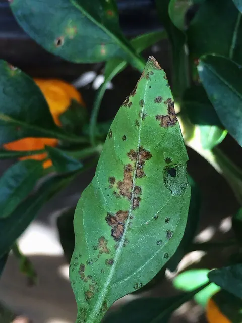 Bacterial leaf spot on pepper