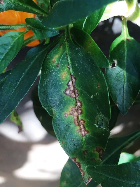Bacterial leaf spot spreading on pepper leaves