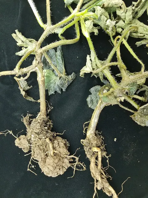 Melon vines wilted by bacterial wilt