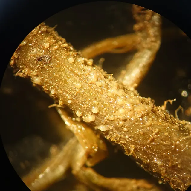 Sticky bacterial strands drawn from a cut stem