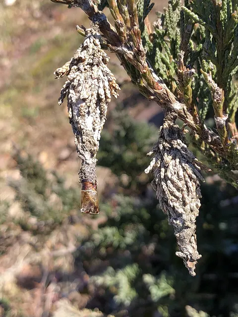 Bagworm bags hanging on a juniper in winter, each holding eggs