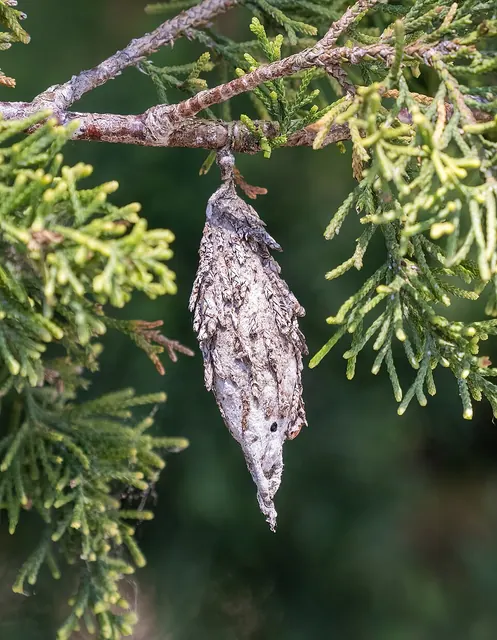 A bagworm bag made of bits of the host's needles