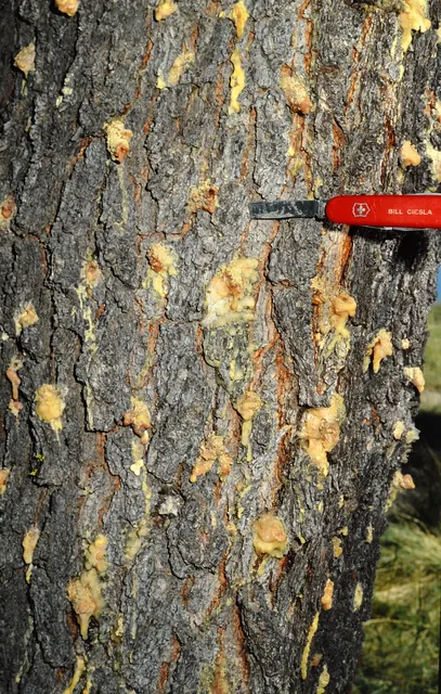 Pitch tubes: blobs of resin where bark beetles bored into a pine