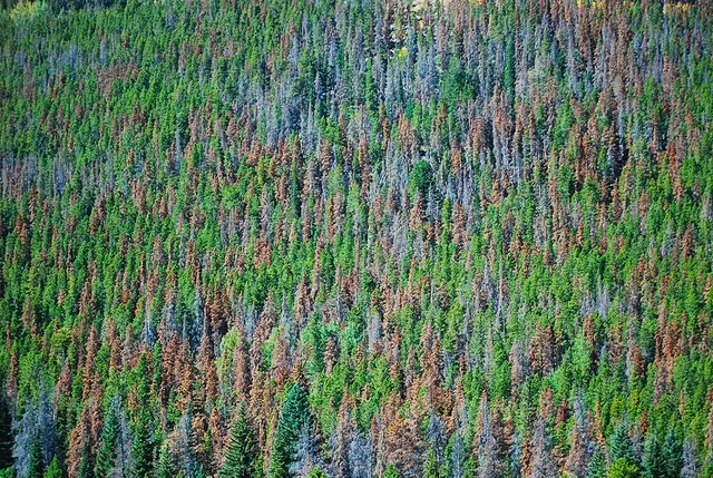 Pines killed by bark beetles turn red, then gray