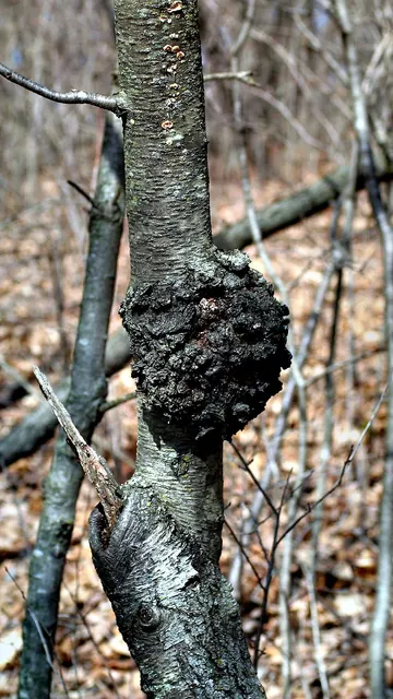 Black knot: a hard, black swelling on a cherry branch