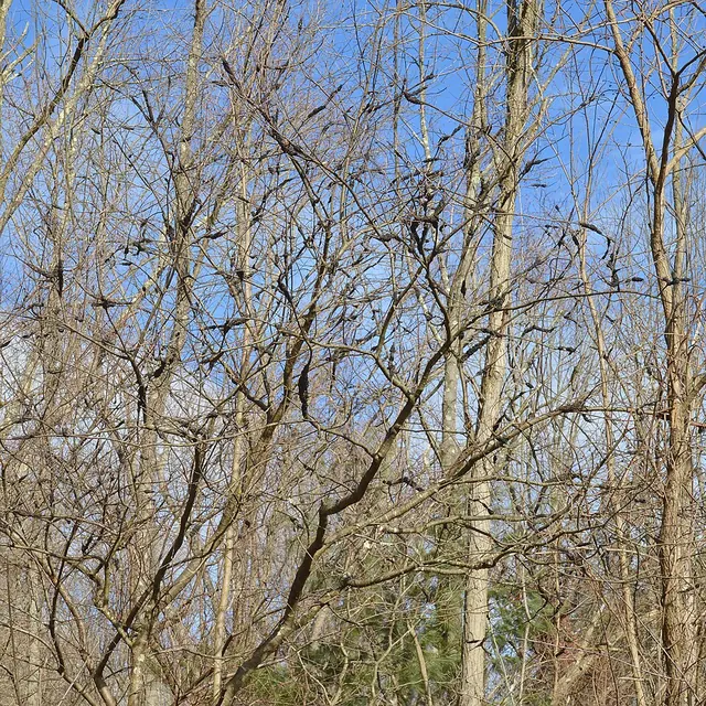 A wild cherry with black knots scattered through its branches