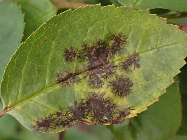 Black spot on a rose leaf: dark, feathered spots