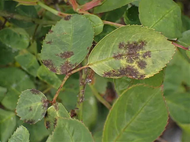 Black spot on rose shoots, with yellowing