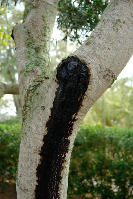 Dark sap staining the trunk below a bleeding canker