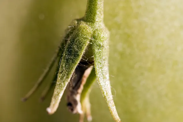 A tomato flower that withered inside its sepals without setting fruit