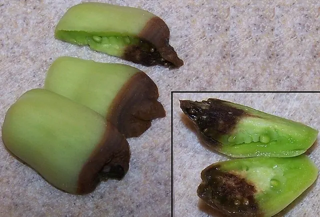 Blossom end rot cut open
