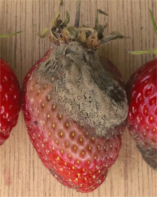 Gray mold on strawberry