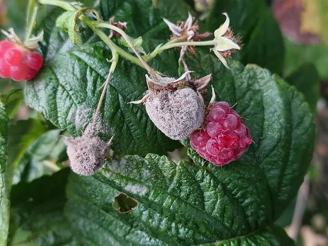 Gray mold on raspberries