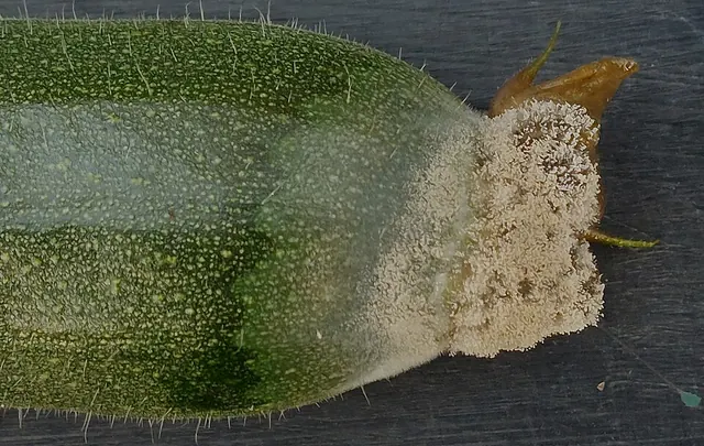 Gray mold on a zucchini fruit