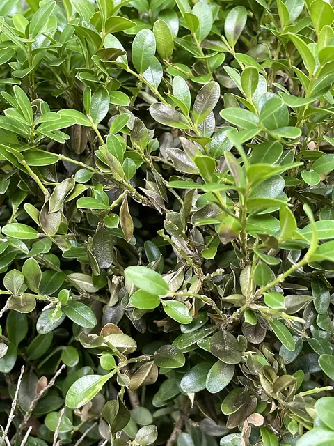 Boxwood blight: dark leaf spots and leaf drop