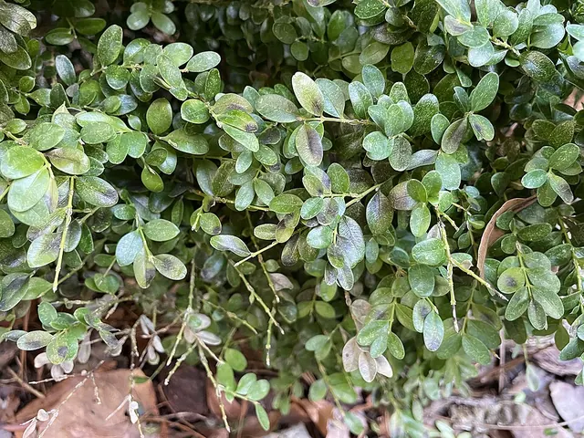 Boxwood stripped bare from the bottom up by blight