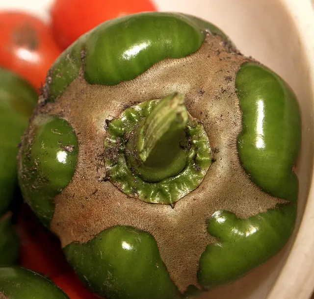 Bronzed, scarred pepper fruit from cyclamen and broad mites
