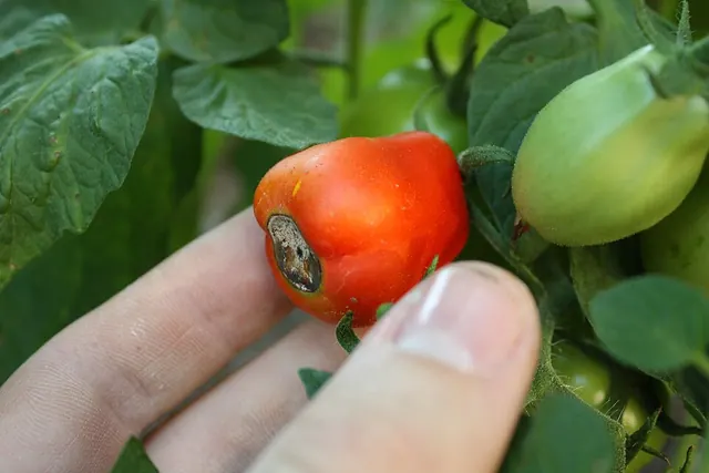 Blossom end rot on a tomato, calcium short in the fruit