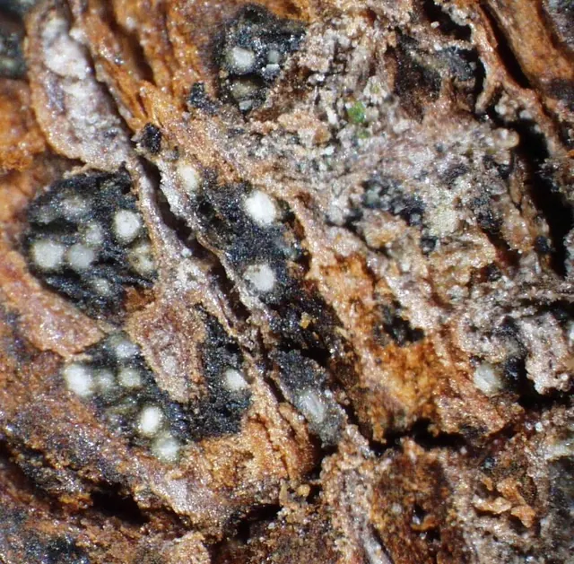 Fruiting bodies of a Botryosphaeria canker in dead bark
