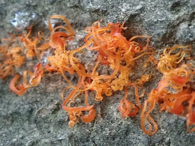 Orange spore threads oozing from a Cytospora canker in wet weather