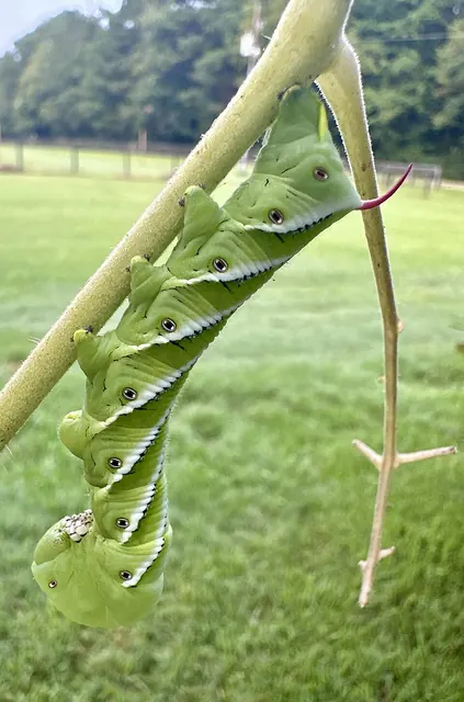Tomato hornworm on the plant