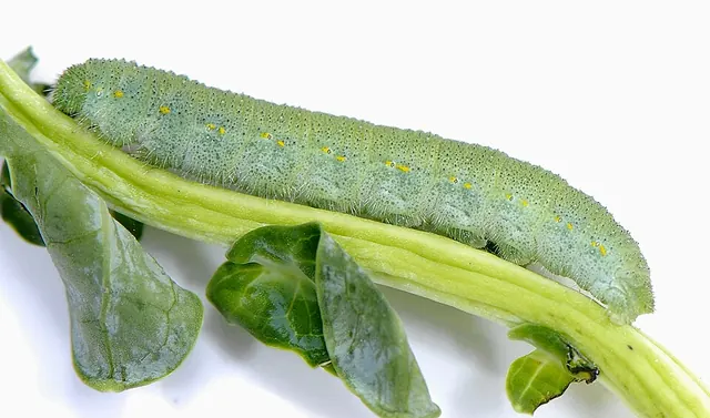 Imported cabbageworm, a green caterpillar on brassicas
