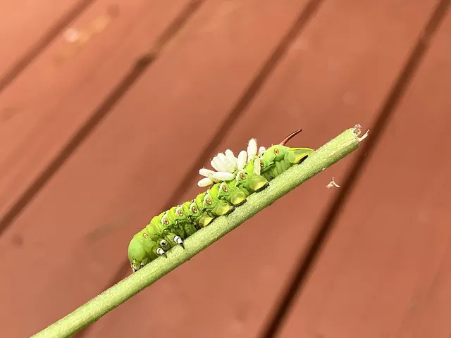 Hornworm carrying parasitic wasp cocoons; leave these in place