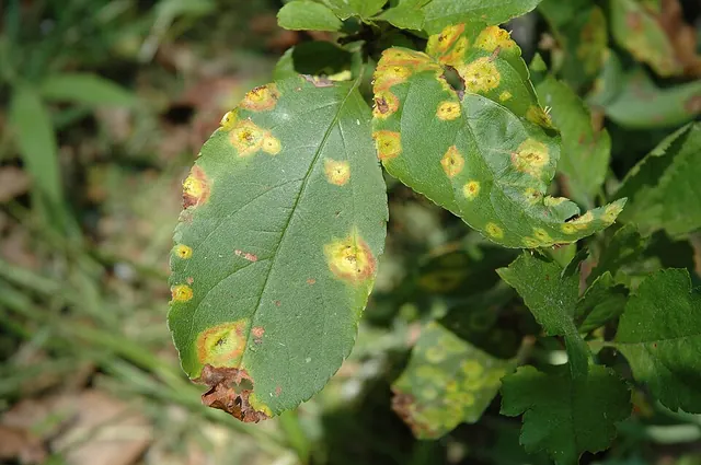 Cedar-apple rust: bright orange spots on a crabapple leaf