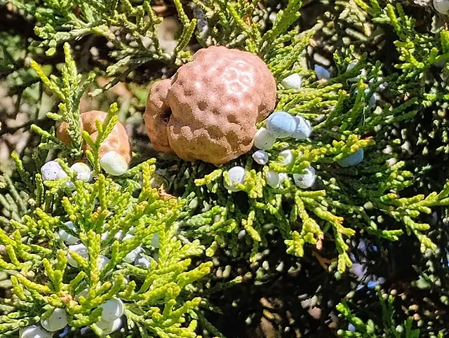 The brown rust gall on juniper; it swells into orange jelly horns in wet spring weather