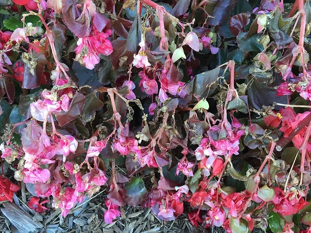 Frost-damaged begonias