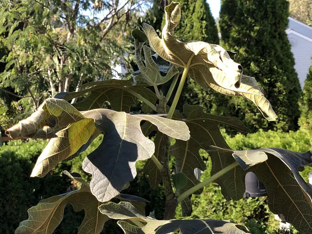 Fig leaves killed by frost