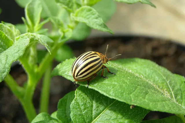 Colorado potato beetle adult