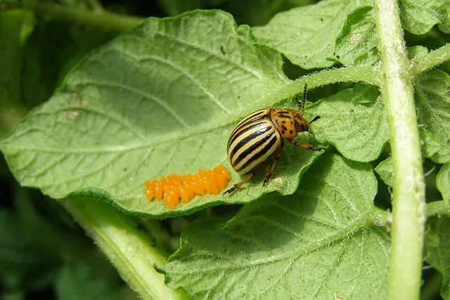 Adult with its orange egg cluster