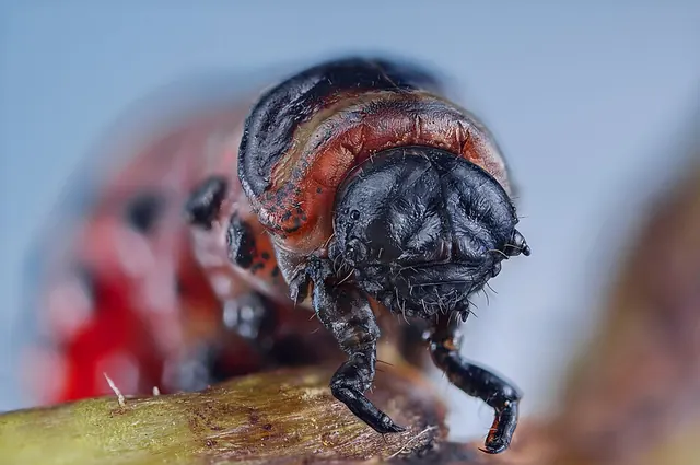 Colorado potato beetle larva, close up