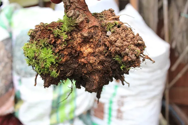 A crown gall dug up from the base of a rose