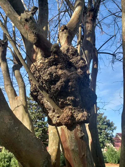 Rough, woody crown galls on a crape myrtle stem