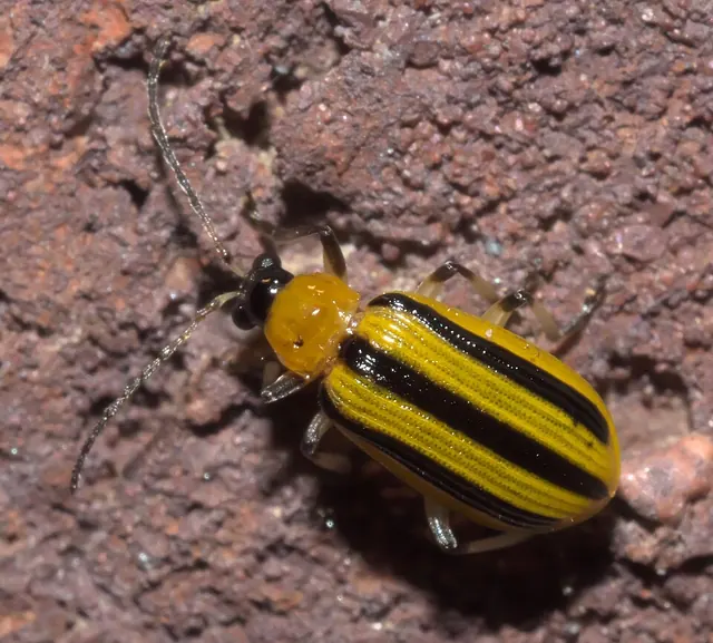 Striped cucumber beetle