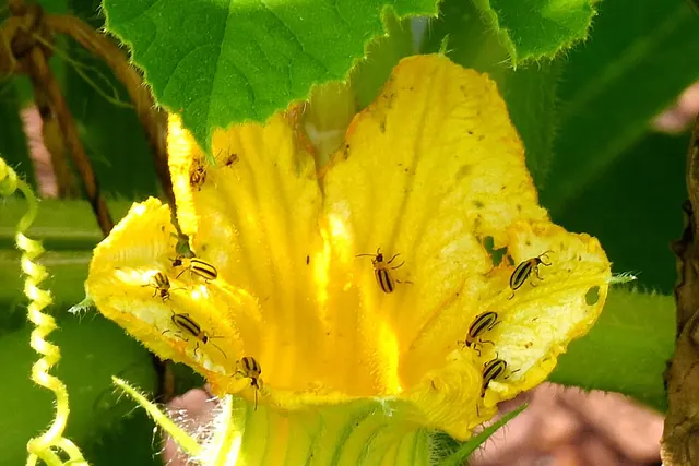 Cucumber beetles feeding in a squash flower