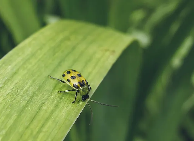 Spotted cucumber beetle