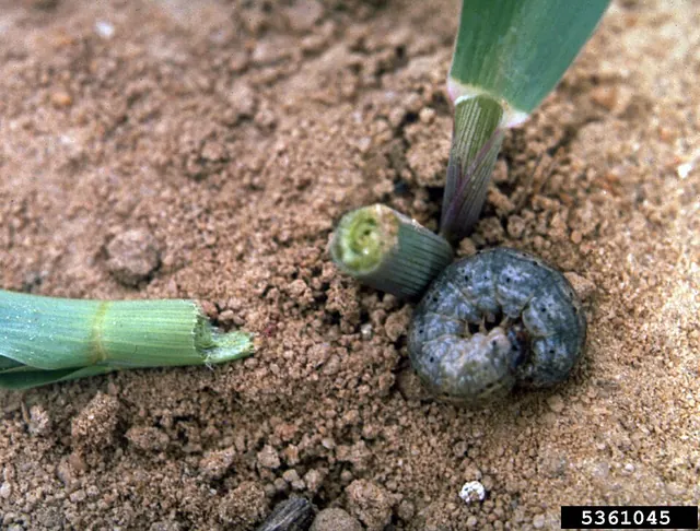 Cutworm beside a seedling cut off at the soil line