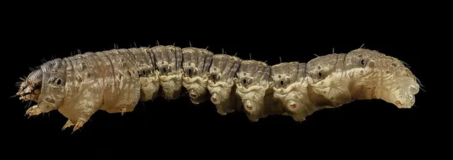 Black cutworm larva